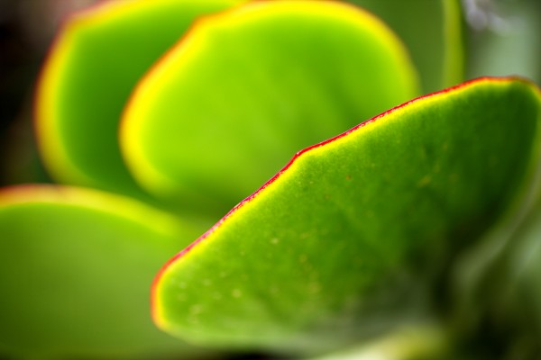 Bright Succulent World by Joy Watson